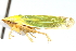  ( - CNC#HEM400204)  @13 [ ] CreativeCommons - Attribution (2011) CNC/CBG Photography Group Centre for Biodiversity Genomics