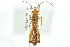  (Hyalymenus longispinus - CNC#HEM400337)  @11 [ ] CreativeCommons - Attribution (2011) CNC/CBG Photography Group Centre for Biodiversity Genomics