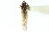  ( - CNC#PBI00374333)  @12 [ ] CreativeCommons - Attribution (2011) CNC/CBG Photography Group Centre for Biodiversity Genomics