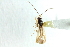  ( - CNC#PBI00394073)  @13 [ ] CreativeCommons - Attribution (2011) CNC/CBG Photography Group Centre for Biodiversity Genomics