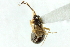  ( - CNC#PBI00394074)  @12 [ ] CreativeCommons - Attribution (2011) CNC/CBG Photography Group Centre for Biodiversity Genomics