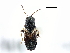  ( - CNC#HEM300551)  @11 [ ] CreativeCommons - Attribution (2011) CNC/CBG Photography Group Centre for Biodiversity Genomics