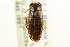  ( - CNC#HEM302507)  @11 [ ] CreativeCommons - Attribution (2011) CNC/CBG Photography Group Centre for Biodiversity Genomics