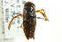  ( - CNC#HEM302508)  @11 [ ] CreativeCommons - Attribution (2011) CNC/CBG Photography Group Centre for Biodiversity Genomics