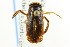  ( - CNC#HEM302509)  @11 [ ] CreativeCommons - Attribution (2011) CNC/CBG Photography Group Centre for Biodiversity Genomics