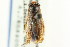  (Cenocorixa andersoni - CNC#HEM302514)  @11 [ ] CreativeCommons - Attribution (2011) CNC/CBG Photography Group Centre for Biodiversity Genomics