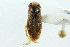 (Cenocorixa bifida - CNC#HEM302521)  @11 [ ] CreativeCommons - Attribution (2011) CNC/CBG Photography Group Centre for Biodiversity Genomics
