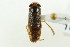  ( - CNC#HEM302534)  @11 [ ] CreativeCommons - Attribution (2011) CNC/CBG Photography Group Centre for Biodiversity Genomics