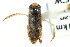  ( - CNC#HEM302535)  @11 [ ] CreativeCommons - Attribution (2011) CNC/CBG Photography Group Centre for Biodiversity Genomics