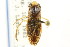  ( - CNC#HEM302547)  @11 [ ] CreativeCommons - Attribution (2011) CNC/CBG Photography Group Centre for Biodiversity Genomics