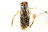  ( - CNC#HEM302553)  @11 [ ] CreativeCommons - Attribution (2011) CNC/CBG Photography Group Centre for Biodiversity Genomics