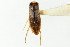  ( - CNC#HEM302555)  @11 [ ] CreativeCommons - Attribution (2011) CNC/CBG Photography Group Centre for Biodiversity Genomics