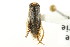  ( - CNC#HEM302557)  @12 [ ] CreativeCommons - Attribution (2011) CNC/CBG Photography Group Centre for Biodiversity Genomics