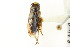  ( - CNC#HEM302560)  @13 [ ] CreativeCommons - Attribution (2011) CNC/CBG Photography Group Centre for Biodiversity Genomics