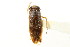  ( - CNC#HEM302575)  @11 [ ] CreativeCommons - Attribution (2011) CNC/CBG Photography Group Centre for Biodiversity Genomics