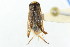  (Sigara compressoidea - CNC#HEM302587)  @11 [ ] CreativeCommons - Attribution (2011) CNC/CBG Photography Group Centre for Biodiversity Genomics