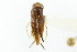  ( - CNC#HEM302596)  @11 [ ] CreativeCommons - Attribution (2011) CNC/CBG Photography Group Centre for Biodiversity Genomics