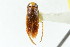 (Sigara quebecensis - CNC#HEM302600)  @11 [ ] CreativeCommons - Attribution (2011) CNC/CBG Photography Group Centre for Biodiversity Genomics