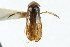  (Sigara sigmoidea - CNC#HEM302602)  @11 [ ] CreativeCommons - Attribution (2011) CNC/CBG Photography Group Centre for Biodiversity Genomics