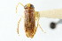  (Sigara variabilis - CNC#HEM302612)  @11 [ ] CreativeCommons - Attribution (2011) CNC/CBG Photography Group Centre for Biodiversity Genomics