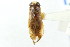  (Sigara alternata - CNC#HEM302627)  @14 [ ] CreativeCommons - Attribution (2011) CNC/CBG Photography Group Centre for Biodiversity Genomics