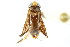  (Sigara knighti - CNC#HEM302637)  @12 [ ] CreativeCommons - Attribution (2011) CNC/CBG Photography Group Centre for Biodiversity Genomics