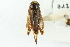  (Sigara mullettensis - CNC#HEM302642)  @14 [ ] CreativeCommons - Attribution (2011) CNC/CBG Photography Group Centre for Biodiversity Genomics