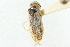 (Sigara nevadensis - CNC#HEM302645)  @11 [ ] CreativeCommons - Attribution (2011) CNC/CBG Photography Group Centre for Biodiversity Genomics
