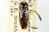  ( - CNC#HEM302652)  @14 [ ] CreativeCommons - Attribution (2011) CNC/CBG Photography Group Centre for Biodiversity Genomics