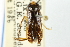  (Sigara ornata - CNC#HEM302653)  @14 [ ] CreativeCommons - Attribution (2011) CNC/CBG Photography Group Centre for Biodiversity Genomics