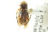  ( - CNC#HEM302686)  @13 [ ] CreativeCommons - Attribution (2011) CNC/CBG Photography Group Centre for Biodiversity Genomics