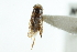  ( - CNC#HEM302733)  @11 [ ] CreativeCommons - Attribution (2011) CNC/CBG Photography Group Centre for Biodiversity Genomics