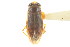  (Graptocorixa serrulata - CNC#HEM302748)  @12 [ ] CreativeCommons - Attribution (2011) CNC/CBG Photography Group Centre for Biodiversity Genomics