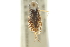  (Sigara arguta - CNC#HEM302755)  @11 [ ] CreativeCommons - Attribution (2011) CNC/CBG Photography Group Centre for Biodiversity Genomics