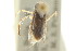  (Sigara limnochares - CNC#HEM302756)  @11 [ ] CreativeCommons - Attribution (2011) CNC/CBG Photography Group Centre for Biodiversity Genomics