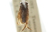  (Sigara neboissi - CNC#HEM302757)  @11 [ ] CreativeCommons - Attribution (2011) CNC/CBG Photography Group Centre for Biodiversity Genomics