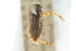  (Sigara uruana - CNC#HEM302758)  @11 [ ] CreativeCommons - Attribution (2011) CNC/CBG Photography Group Centre for Biodiversity Genomics