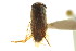  (Sigara hoggarica - CNC#HEM302759)  @11 [ ] CreativeCommons - Attribution (2011) CNC/CBG Photography Group Centre for Biodiversity Genomics