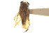  (Sigara alluaudi - CNC#HEM302760)  @11 [ ] CreativeCommons - Attribution (2011) CNC/CBG Photography Group Centre for Biodiversity Genomics
