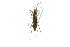 ( - CNC#HEM302823)  @11 [ ] CreativeCommons - Attribution (2011) CNC/CBG Photography Group Centre for Biodiversity Genomics