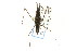  ( - CNC#HEM302832)  @11 [ ] CreativeCommons - Attribution (2011) CNC/CBG Photography Group Centre for Biodiversity Genomics