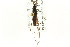  ( - CNC#HEM302864)  @11 [ ] CreativeCommons - Attribution (2011) CNC/CBG Photography Group Centre for Biodiversity Genomics