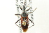  (Rhynocoris ventralis - CNC#HEM302873)  @12 [ ] CreativeCommons - Attribution (2011) CNC/CBG Photography Group Centre for Biodiversity Genomics