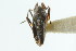  ( - CNC#HEM302900)  @11 [ ] CreativeCommons - Attribution (2011) CNC/CBG Photography Group Centre for Biodiversity Genomics