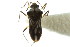  ( - CNC#HEM302906)  @11 [ ] CreativeCommons - Attribution (2011) CNC/CBG Photography Group Centre for Biodiversity Genomics
