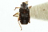  ( - CNC#HEM302907)  @11 [ ] CreativeCommons - Attribution (2011) CNC/CBG Photography Group Centre for Biodiversity Genomics
