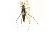  ( - CNC#HEM302937)  @13 [ ] CreativeCommons - Attribution (2011) CNC/CBG Photography Group Centre for Biodiversity Genomics