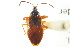  ( - CNC#HEM303061)  @13 [ ] CreativeCommons - Attribution (2011) CNC/CBG Photography Group Centre for Biodiversity Genomics