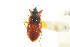  ( - CNC#HEM303062)  @13 [ ] CreativeCommons - Attribution (2011) CNC/CBG Photography Group Centre for Biodiversity Genomics