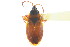  ( - CNC#HEM303063)  @13 [ ] CreativeCommons - Attribution (2011) CNC/CBG Photography Group Centre for Biodiversity Genomics
